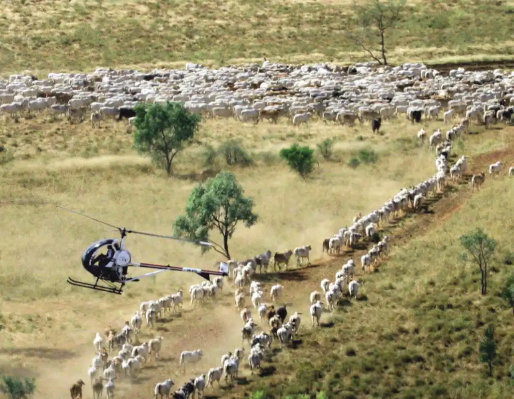 3 3108 Aerial Muster - Farm & Leisure Tours