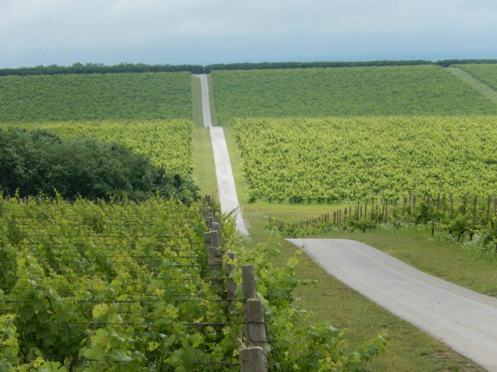 Croatia winery