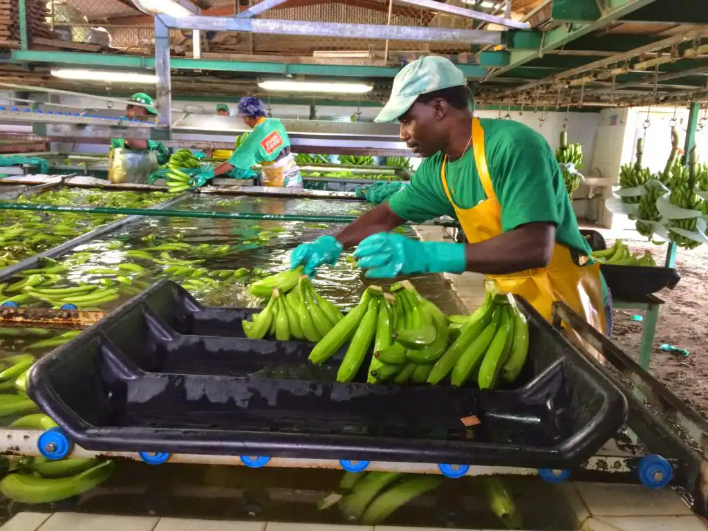 Guadeloupe-Banana