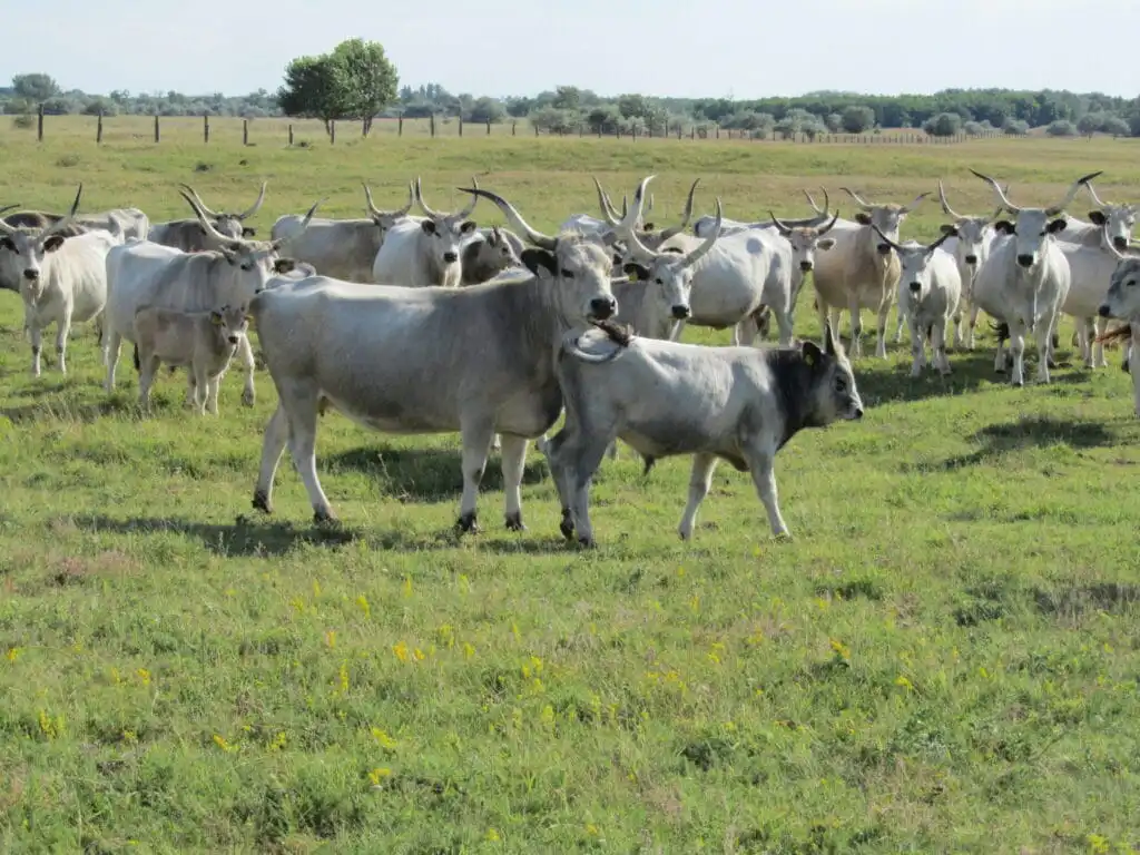 IMG 4965 - Farm & Leisure Tours