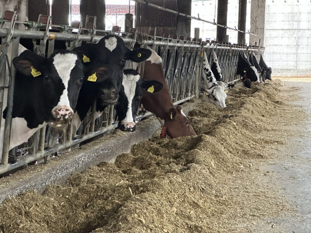 Croatia dairy cows
