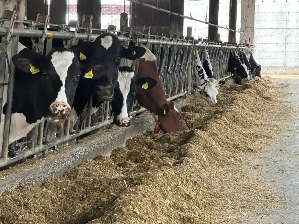 Croatia dairy cows