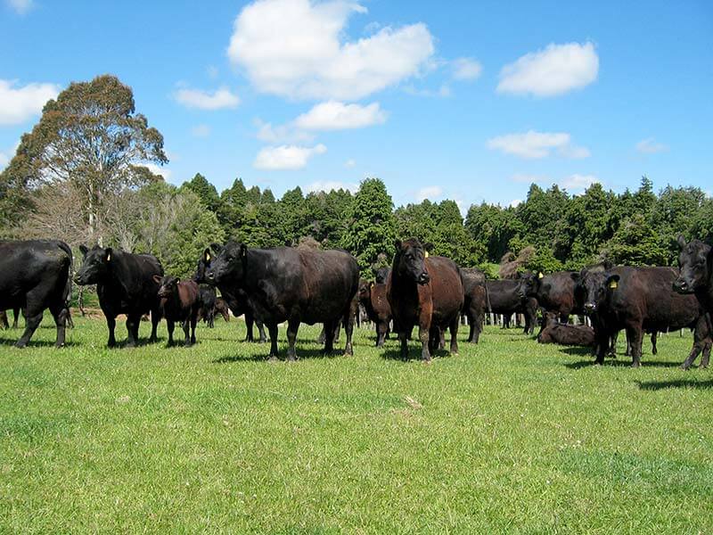New Zealand Angus Cows calves - Farm & Leisure Tours