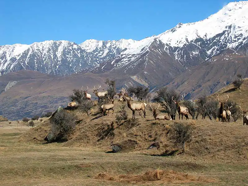 New Zealand Elk Mt Cook Station - Farm & Leisure Tours
