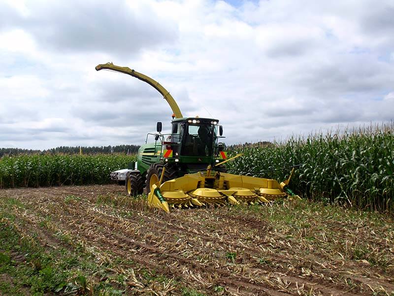 New Zealand Maize Silage Harvesting - Farm & Leisure Tours