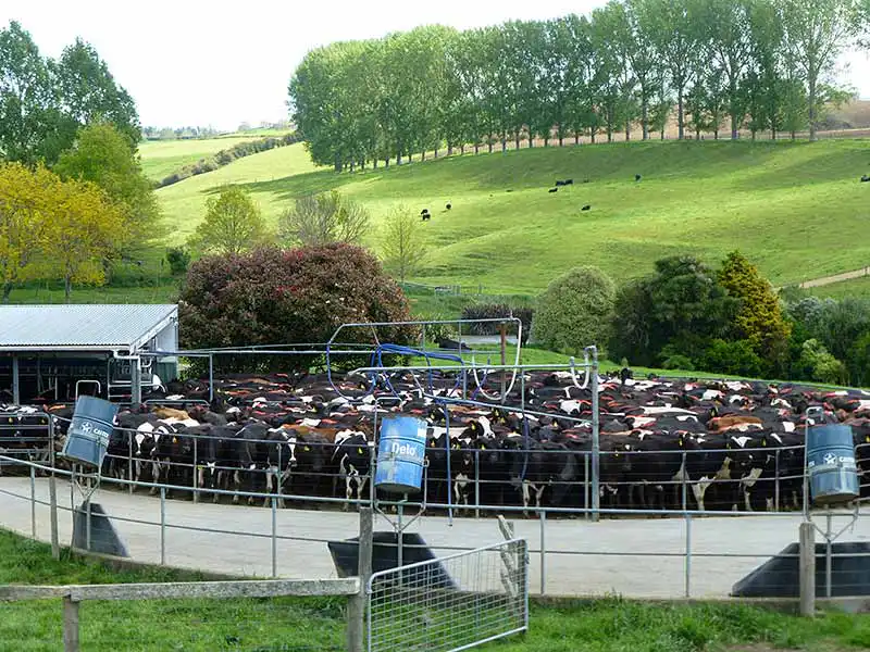 New Zealand Milking Time - Farm & Leisure Tours