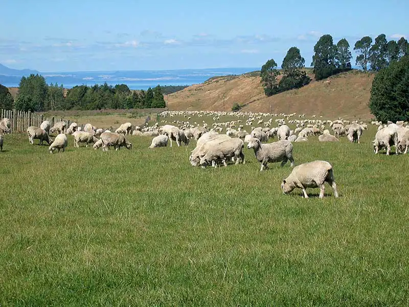 New Zealand Romney Sheep - Farm & Leisure Tours