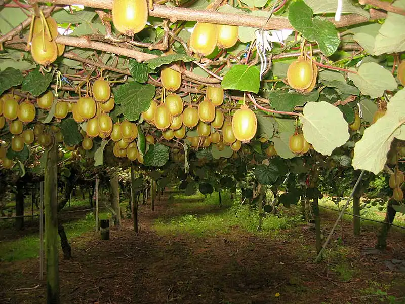 New Zealand Zespri Gold Kiwifruit - Farm & Leisure Tours