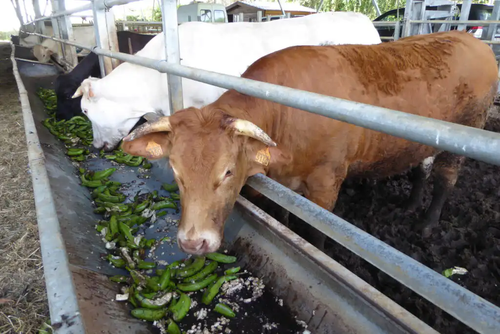 Caribbean Cow