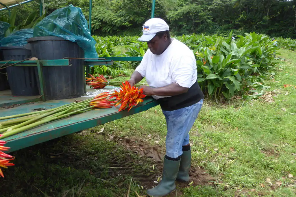 Caribbean Agriculture
