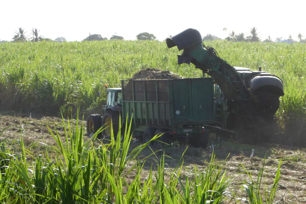 Caribbean Agriculture