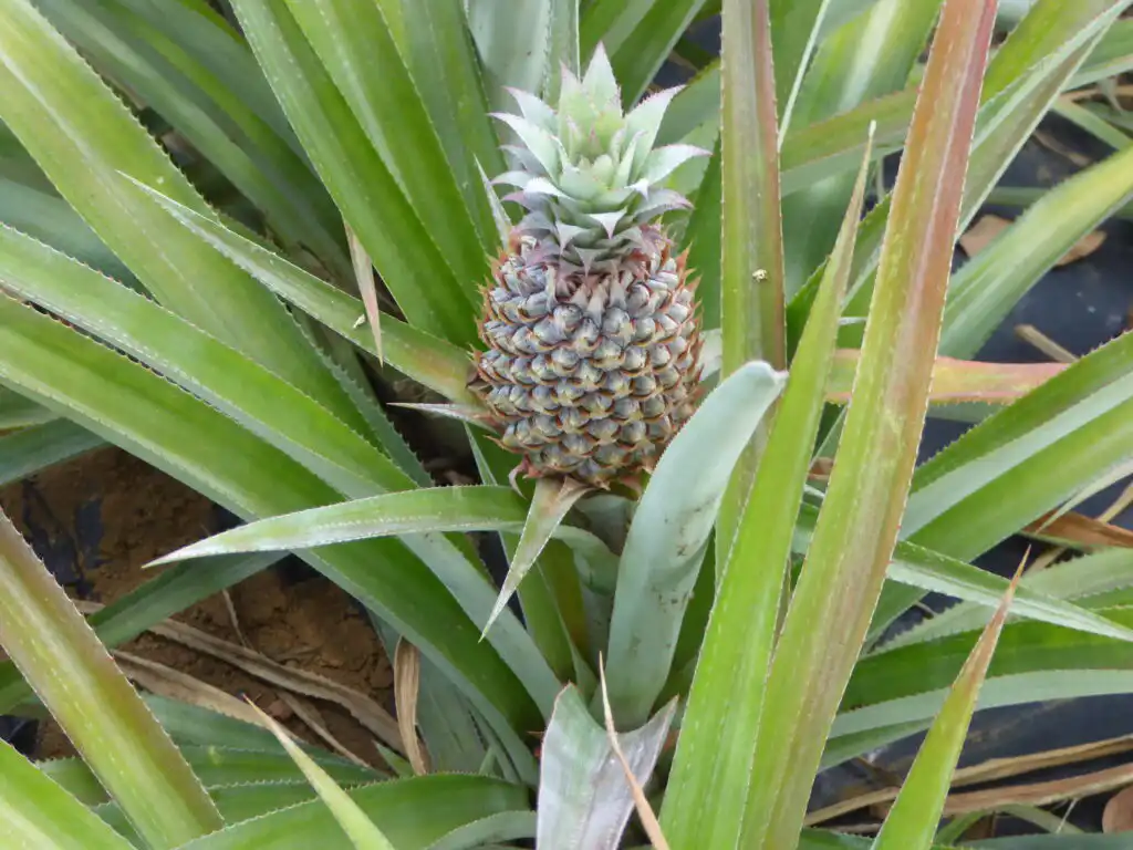 Caribbean Pineapple