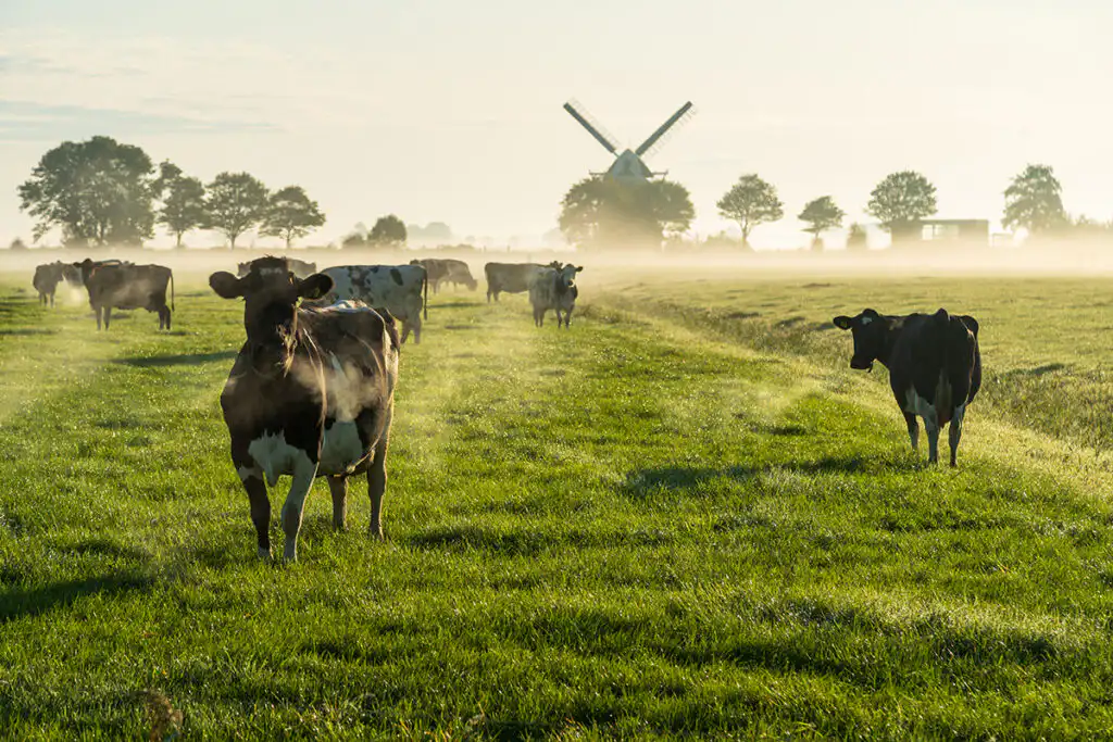 Best of Dutch & Belgium Agriculture