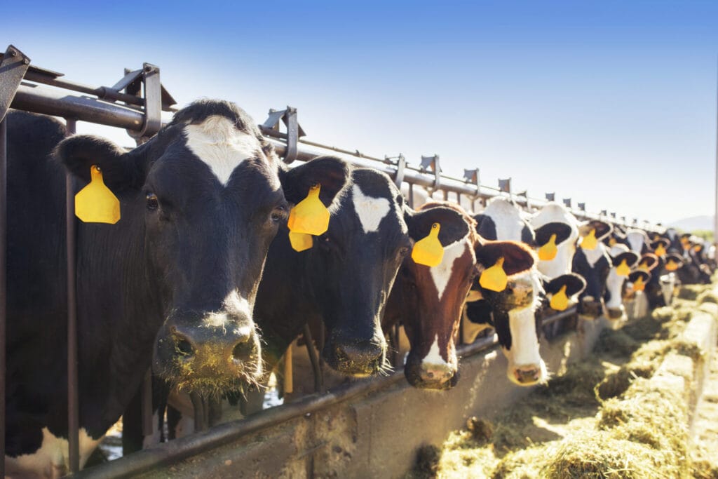 USA Dairy Cows 1222655158 - Farm & Leisure Tours