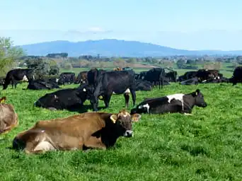 day 3 rotorua - Farm & Leisure Tours