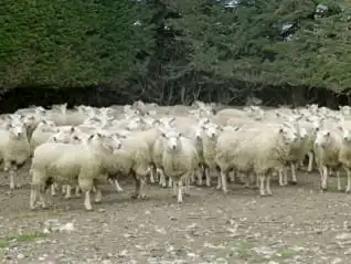 day 7 dunedin queenstown - Farm & Leisure Tours