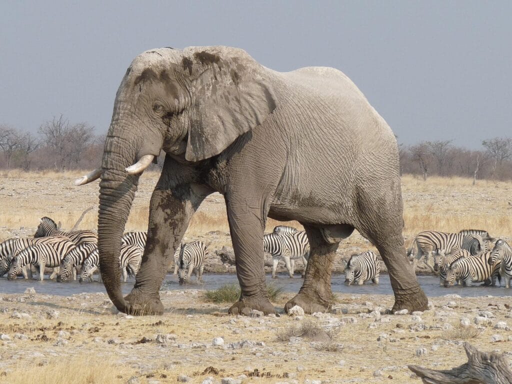 Namibia Tour