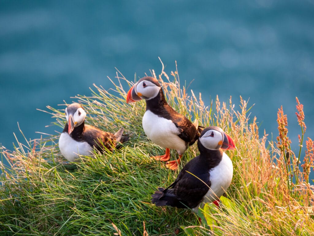 iceland