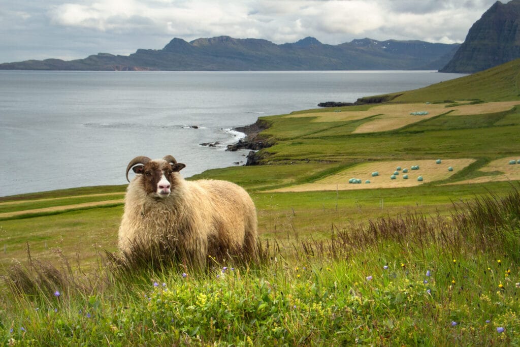 iceland