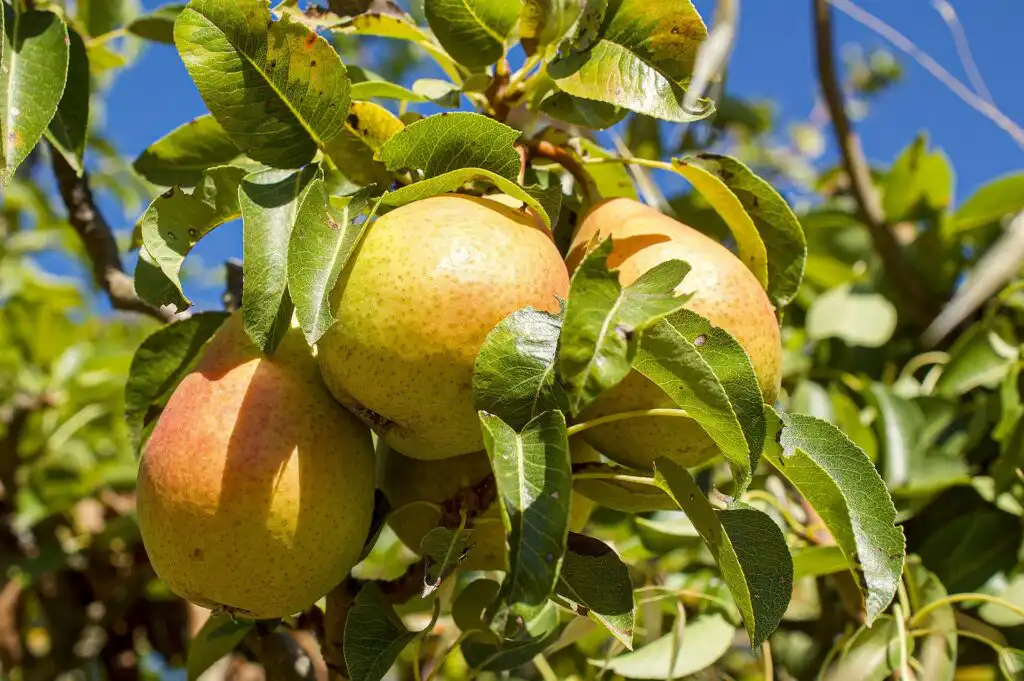 Best of Dutch & Belgium Agriculture